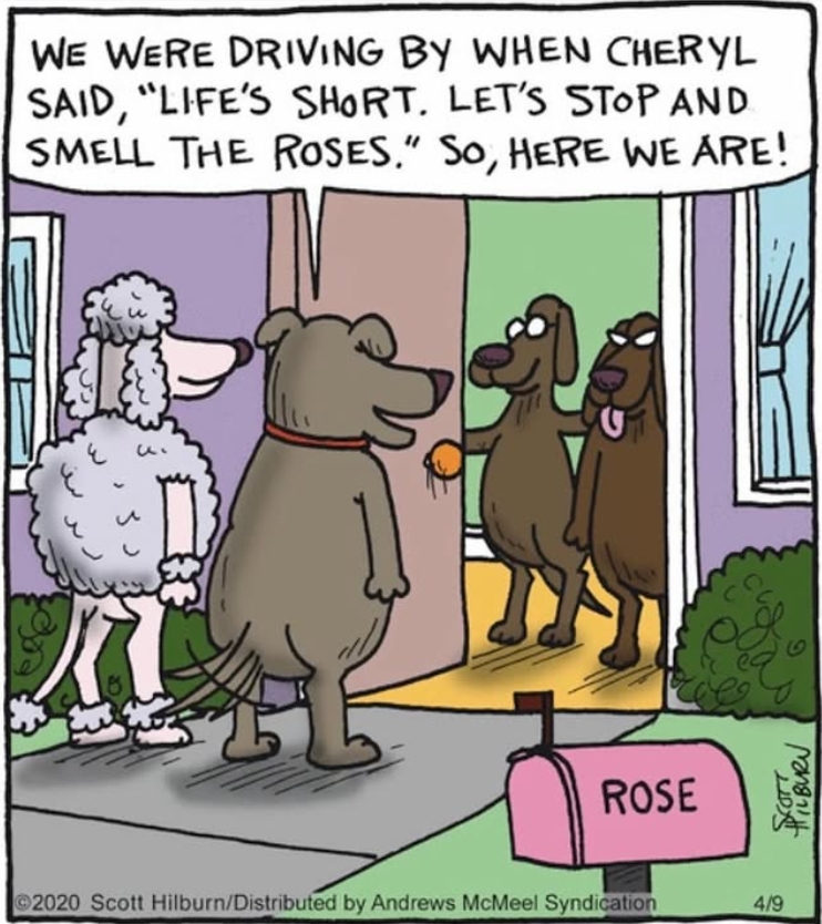 Single Panel Humor