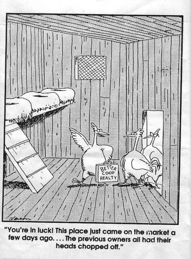 daily humor comics